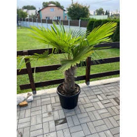 Palma Trachycarpus Fortunei, výška 140 cm