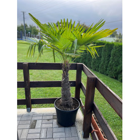 Palma Trachycarpus Fortunei, výška 170 cm
