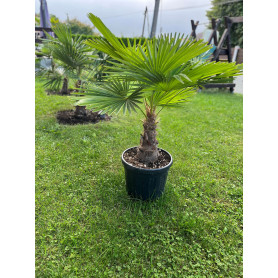 Palma Trachycarpus Fortunei, výška 120 cm