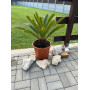 Palma Cycas Revoluta, výška 80 cm